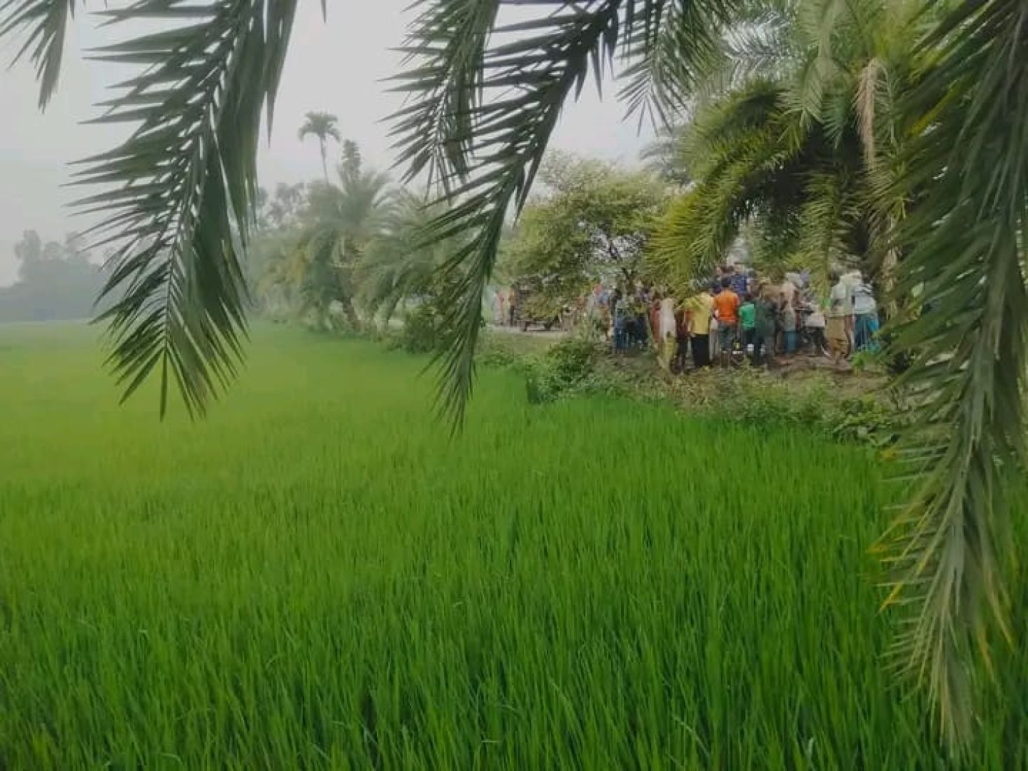 গাইবান্ধায় ধানক্ষেত থেকে বৃদ্ধের মরদেহ উদ্ধার