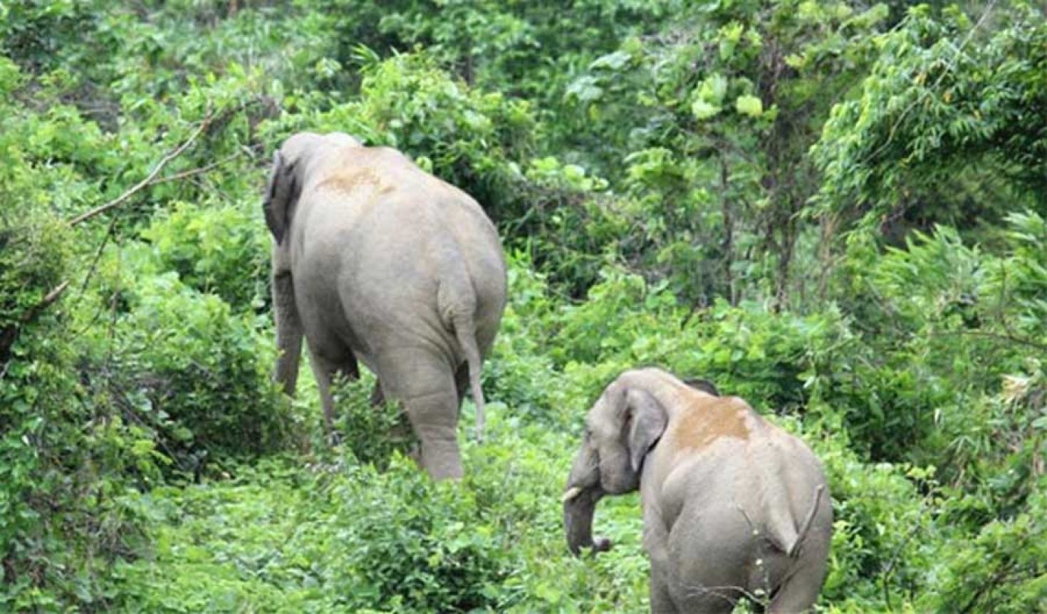 চুনতি অভয়ারণ্যে ট্রেনের ধাক্কায় হাতি নিহত, লোকোমাস্টার বরখাস্ত