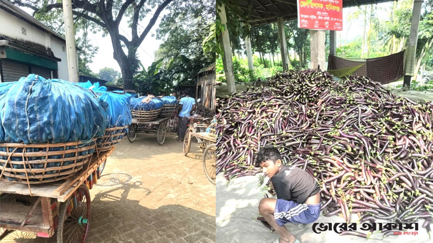 মানিকগঞ্জের সাটুরিয়া হাটে প্রতিদিন দেড় হাজার মণ বেগুন বেচাকেনা