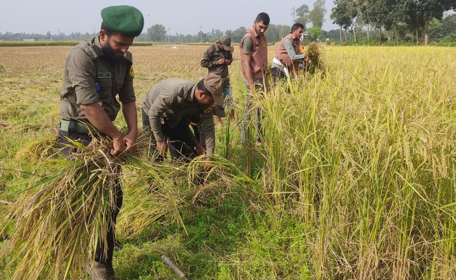 বৃদ্ধ কৃষকের জমির পাকাধান কেটে দিলেন আনসার-ভিডিপির সদস্যরা