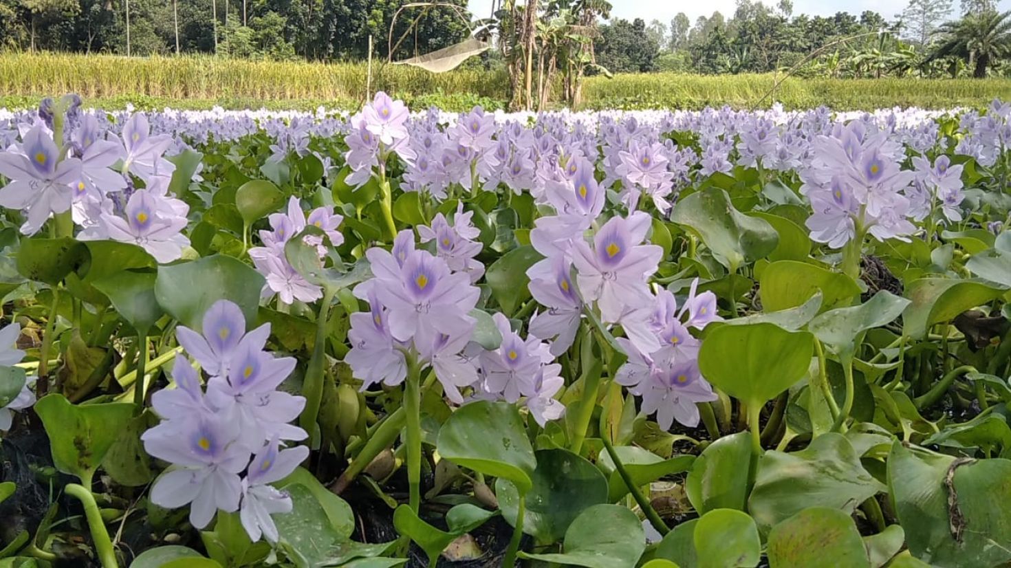 প্রাকৃতিক সৌন্দর্য বাড়িয়ে দিয়েছে কচুরিপানা ফুল