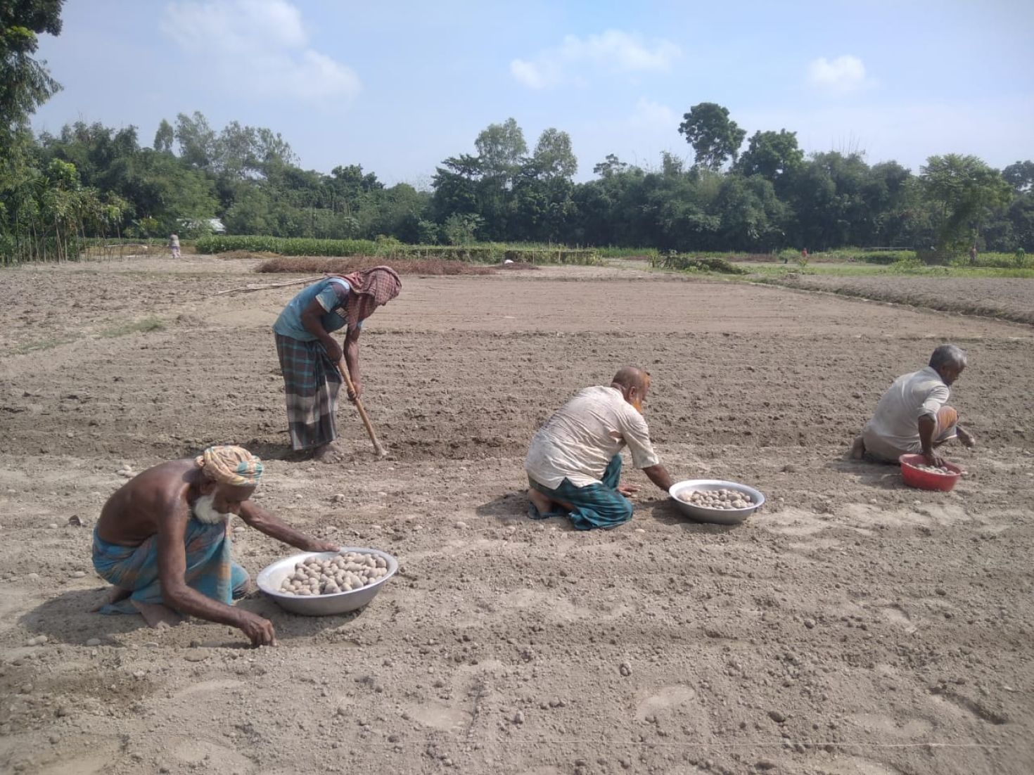 গাইবান্ধায় ভালো ফলনের আশায় আগাম আলু চাষ