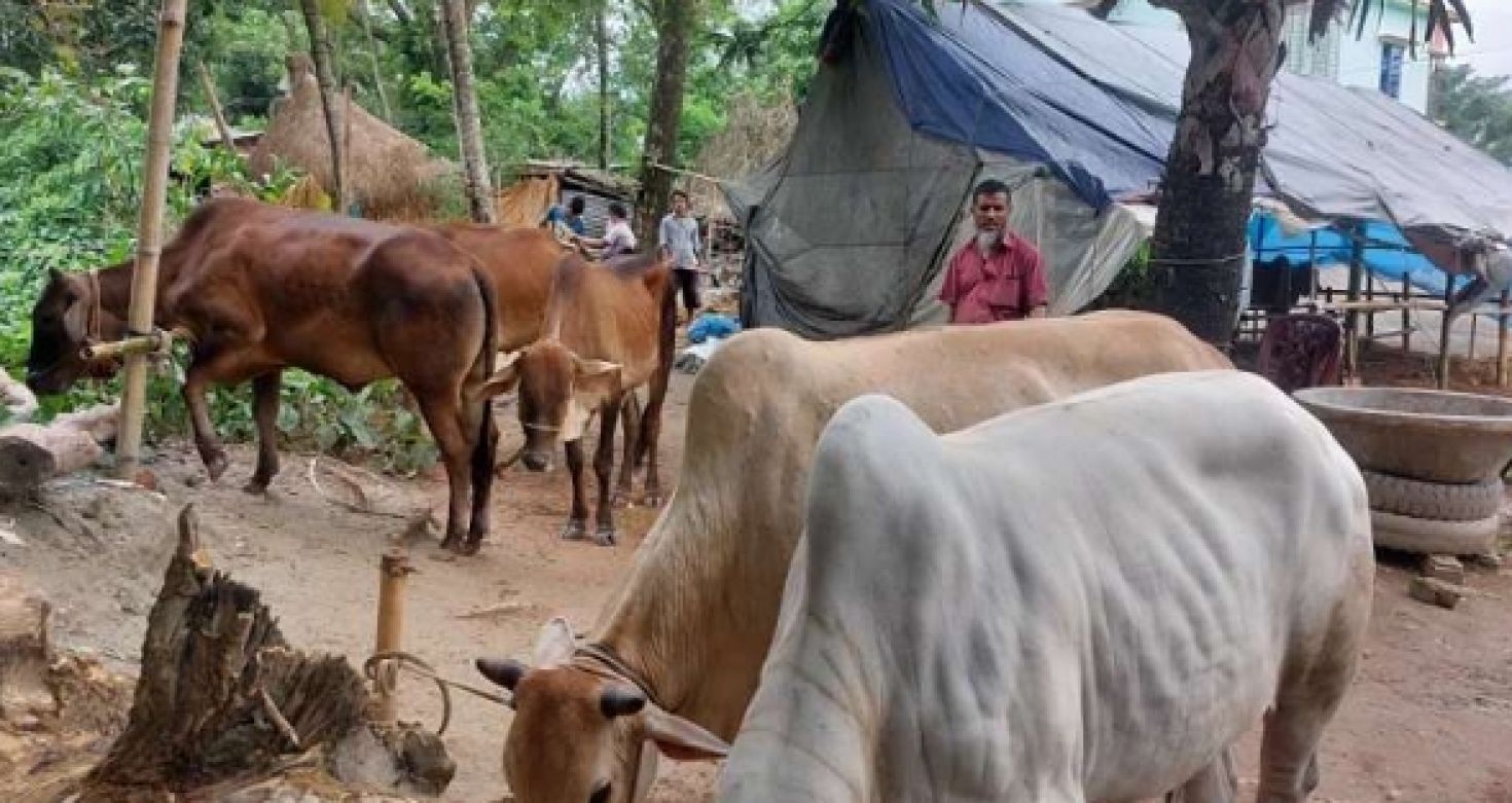 ফেনীতে খামারের কর্মীকে কুপিয়ে হত্যা,তিনটি গরু লুট