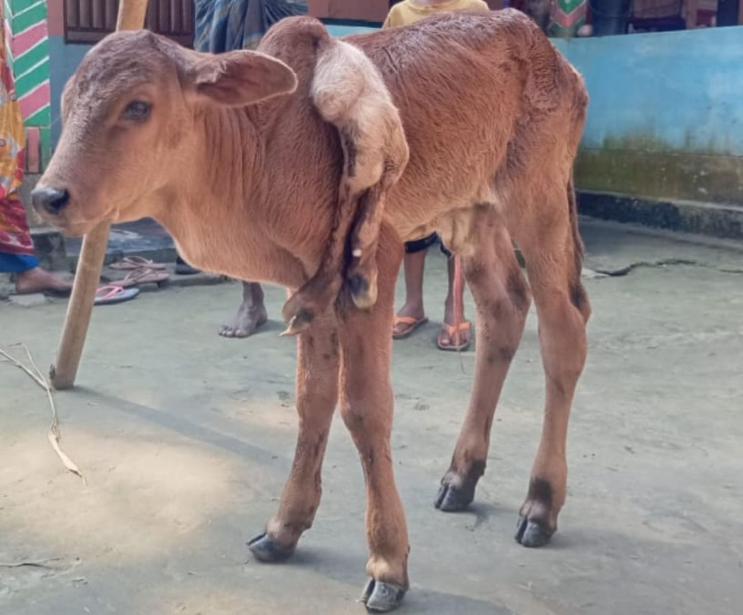 গাইবান্ধায় জন্ম নিয়েছে ছয় পা আলা বাছুর