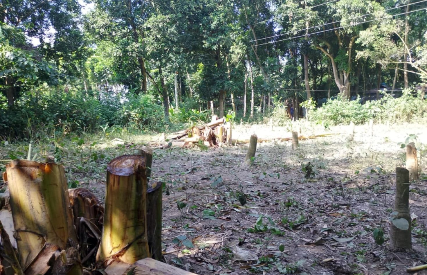 বিরোধের জেরে বাগানের ৩ শতাধিক গাছ কর্তন