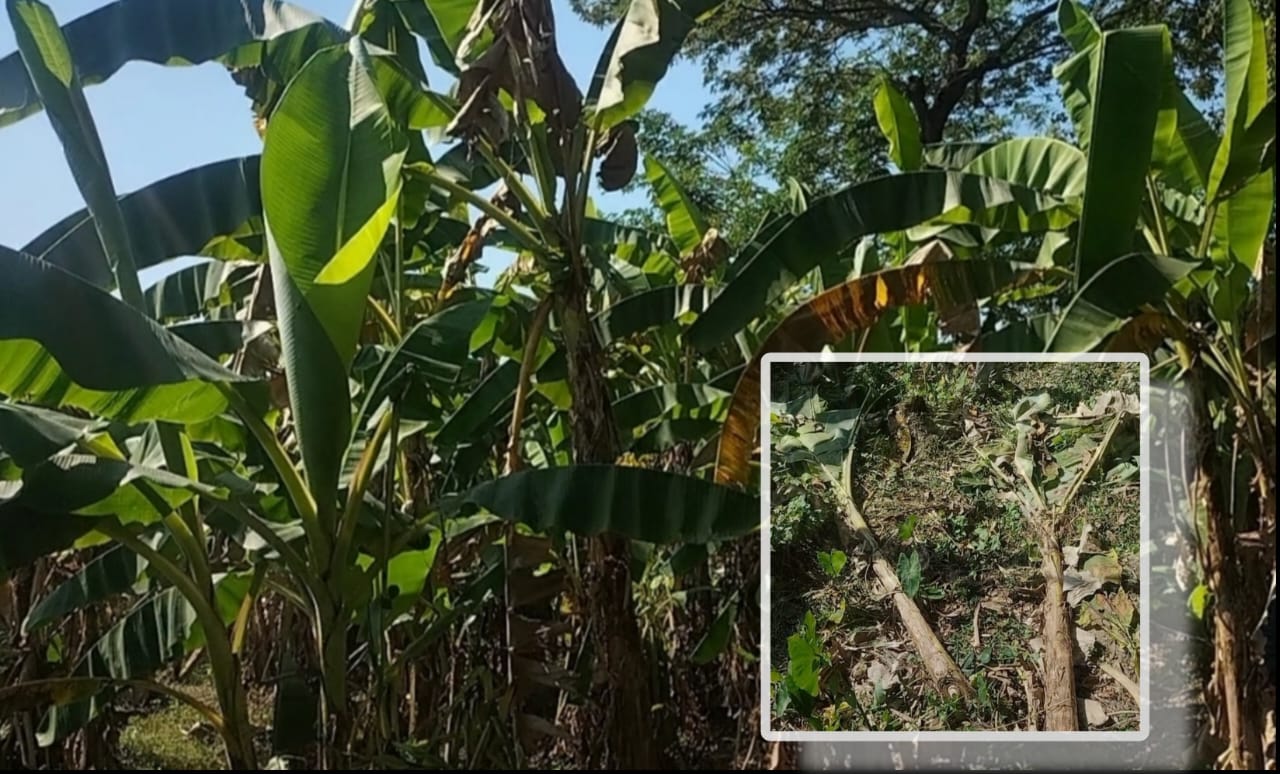 জায়গা জমির বিরুদ্ধকে কেন্দ্র করে কলা গাছ কেটে দেওয়ার অভিযোগ