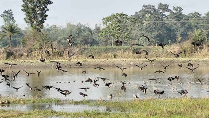 বাশুড়া দীঘিতে অতিথি পাখির কলকাকলিতে মুখরিত ফুলগাজী