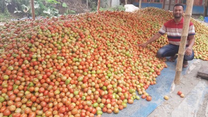 টমেটো চাষীরা ন্যায্যমূল্য থেকে বঞ্চিত