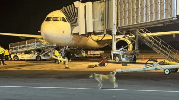 কুকুরের উৎপাতে উড়োজাহাজ  অবতরণ-উড্ডয়ন ঝুঁকিপূর্ণ