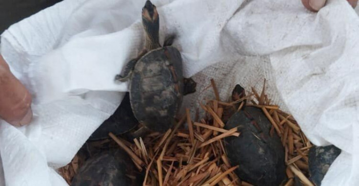 ক্রেতা সেজে র‌্যাবের অভিযানে ৬৭ কড়ি কাইট্টা কচ্ছপ উদ্ধার