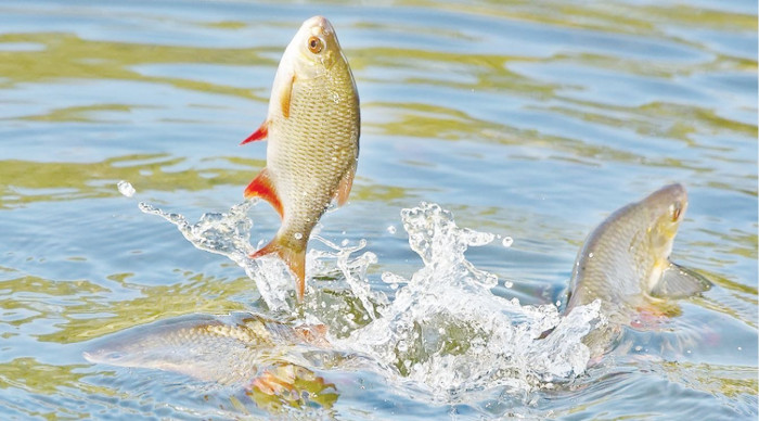 দেশে ৫০ লাখ টন মাছ চাষের নতুন মাইলফলক