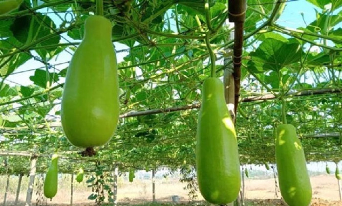 ভাদ্র মাসে লাউ চাষ করবেন যেভাবে