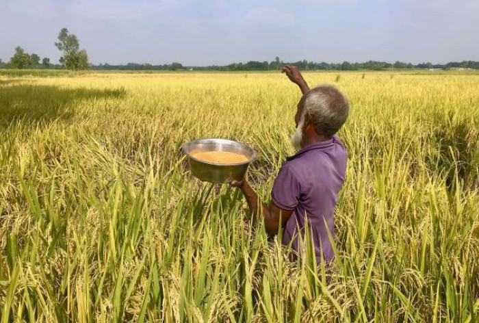 নওগাঁয় আমন ধান কাটা-মাড়াই শুরু, দাম নিয়ে হতাশ