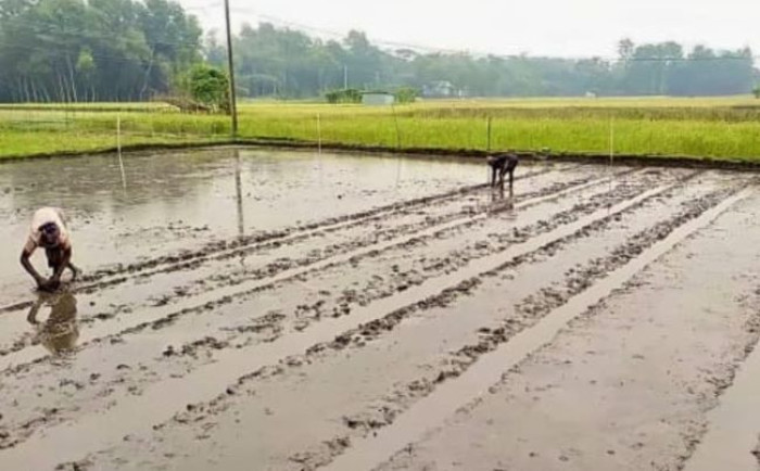 বোরো মৌসুমে বীজতলা তৈরিতে ব্যস্ত কৃষকরা