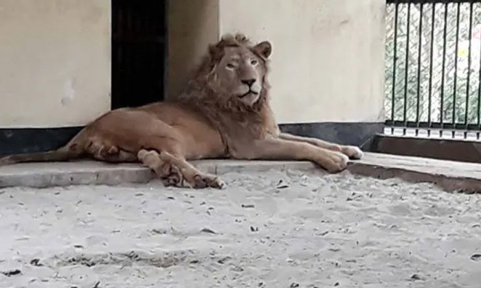 এক ঘণ্টা পর খাঁচায় ফিরল সেই সিংহ