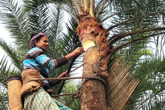 সোনারগাঁয়ে বিলুপ্তির পথে খেজুর রস